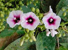 Ipomoea Staphylina Clustered Morning Glory