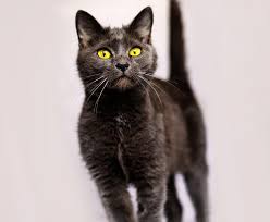 If you are looking at a russian blue, you will also notice its thick, plush coat, and its distinctive green eyes. Russian White Black And Tabby Cat Breed Size Appearance Personality