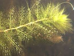 Kuvahaun tulos haulle bladderwort plant