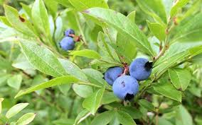 Common names include darrow's blueberry, evergreen blueberry, scrub blueberry, or southern highbush blueberry. With A Market Glut Passamaquoddy Tribe Won T Harvest Its Blueberries Mainebiz Biz