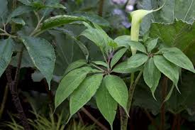 Image result for Arisaema
