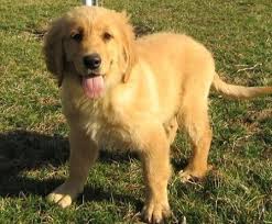 Our goldendoodle puppies for sale come from either usda licensed commercial breeders or hobby breeders with no more than 5 breeding mothers. Golden Retriever Puppies For Sale Pasadena Ca 296304