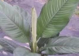 Our nursery professionals preselect the very best sizes & varieties for safe shipment. Touch Of Eden Nursery
