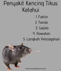 Penyakit kencing tikus atau nama sainsnya leptospirosis ialah penyakit berjangkit disebabkan kencing tikus : Berhati Hati Dengan Penyakit Kencing Tikus Penting Untuk Ketahui Faktor Tanda Rawatan Dan Langkah Pencegahan