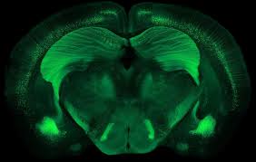 Image result for Ctenium somalense