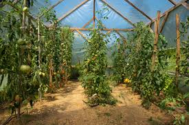 Build a greenhouse from it! Build Your Own Greenhouse Archives How To Build It