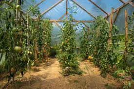 This greenhouse has a gable roof and doors placed to the front and to the back of the construction. Diy Greenhouse Plans Free Step By Step How To Build Simple