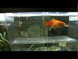 Tropical Fish Sunset Comet Platy S Gives Birth To 42 Fry Platy Fish Fish Tropical Fish