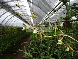 Image result for Oeceoclades decaryana