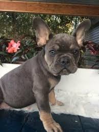 Found 28 french bulldog pets and animals ads from indiana, us. Puppies For Sale Buckeye Puppies Frenchton French Bulldog 3 4 Boston Terrier 1 8th Pug 1 8th French Bul French Bulldog Puppies Bulldog Puppies French Bulldog