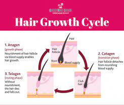 Hair Growth Cycle