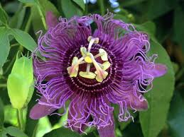 The Coolest Plants In The Amazon Rainforest Rainforest Cruises Passion Fruit Flower Rainforest Flowers Passion Flower