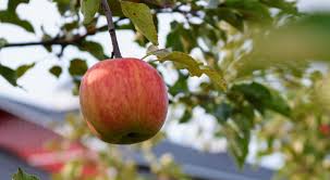 An apple is an edible fruit produced by an apple tree (malus domestica).apple trees are cultivated worldwide and are the most widely grown species in the genus malus.the tree originated in central asia, where its wild ancestor, malus sieversii, is still found today.apples have been grown for thousands of years in asia and europe and were brought to north america by european colonists. Where Is All Our Fruit Four Big Factors Of Fruit Tree Production University Of Illinois Extension