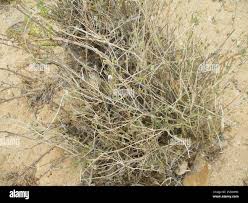 Image result for Otoptera