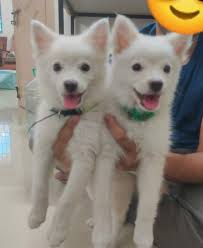 Hi, someone please help this poor puppy and her mother. They don't have  much time. This is located in Green Trends hair style salon 1st floor,  Kaliamman Koil St, Chinmaya Nagar, Virugambakkam,