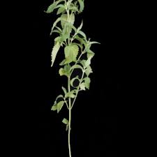 Image result for Leucas neuflizeana