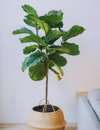 While it's true that ficus are demanding, they aren't any more complicated to take care of than other plants, as we've outlined above. Fiddle Leaf Fig How To Grow And Care For Fiddle Leaf Fig Trees Garden Design