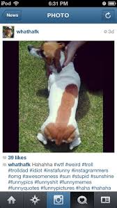 Penis Fur Patterned Dog Omnium Gatherum Pinterest Funny Funny Pictures And Funny Photos
