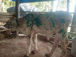 โรคลัมปี สกิน มีสาเหตุเกิดจากเชื้อไวรัส lumpy skin disease virus(lsd)เป็นโรคที่เกิดเฉพาะในโค กระบือ ไม่เป็นโรคที่ติดต่อจากสัตว์สู่คน Rqjdznc1hxsgym