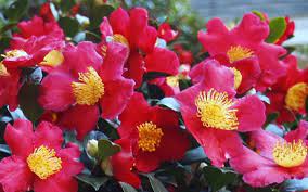 Yuletide Is One Of The All Time Favorite Camellias Among The Sasanqua Varieties And For Very Good Reason In Yuletide Camellia Flower Stands Buy Hydrangeas