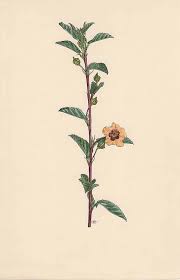 Image result for Sida acuta