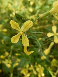 Image result for Raphanus raphanistrum