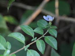 Image result for Sclerochiton harveyanus