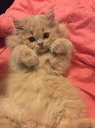 Pin On Chinchilla Persian Cat