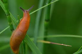 This will remove food, shelter and help the soil to dry out. How To Keep Slugs And Snails Out Of Your Garden Purple Flower