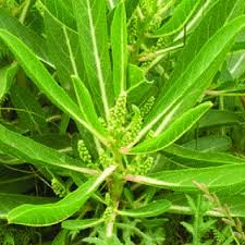 Image result for Phytolaccaceae