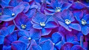 Blue and purple flowers images. Purple Blue Flower Wallpapers Wallpaper Cave
