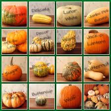 Awesome Chart Showing Different Gourd Pumpkin And Squash