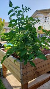 Micro dwarf tomato plants seldom grow taller than 12 inches. This Is A Dwarf Tomato Plant Any Reason Why It Has Gotten So Big It Is Taking Over My Box Can I Cut It Back Gardening