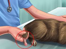 We asked a veterinary dermatologist to explain why cats pull their hair out and chances are, it's a medical rather than behavioral reason. How To Treat A Cat With A Tail Pull Injury 12 Steps