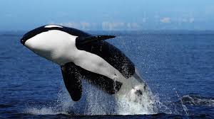 Image result for orca