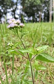 Image result for Ethulia conyzoides