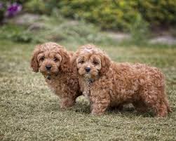 Looking for naturally reared cavapoo puppies for sale in ohio? Cavapoo Puppies Indiana