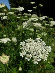Maybe you would like to learn more about one of these? American Wild Carrot Rattlesnake Weed White Flowers Or Flower Parts Almost Eden