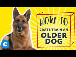 How To Crate Train An Older Dog Chewy Youtube