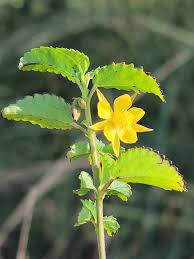 Image result for Corchorus schimperi