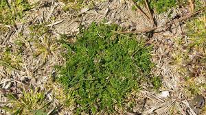 Towards the house, there's tons of creeping charlie and some sort of wild violet. Weeds Nc State Extension