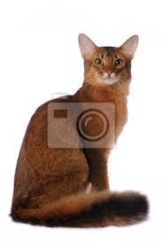 Dank ihres liebenswerten charakters und des weichen fells hat das tier viele fans. Somali Katze Sitzt Isoliert Auf Weiss Fototapete Fototapeten Somali Ruddy Fox Myloview De