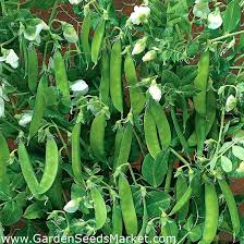 Get the recipe from delish. Bio Field Sugar Snap Pea Norli Certified Organic Seeds Garden Seeds Market Free Shipping