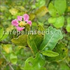 Image result for Malpighia