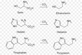 Der abbau der biogenen amine erfolgt durch die monoaminooxidase (mao) bzw. Biogene Amine Biogene Substanz Serin Ethanolamin Biogene Substanz Png Herunterladen 786 600 Kostenlos Transparent Text Png Herunterladen