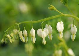 Lamprocapnos Spectabilis Alba Bleeding Heart Syn Dicentra Spectabilis Alba Bleeding Heart Part Shade Flowers Shade Flowers