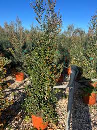 Image result for Eugenia woodii