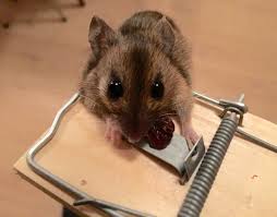 This hvac service improves system performance and indoor air quality. Are There Mice In Your Attic Or Hvac System Dengarden