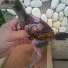 Kumpulan gambar tentang kartun yang menarik. Jual Anakan Ayam Aduan Supe Pukul Syaraf Trah Pama Ninja Bl Indukan Import Kota Semarang Ayam Aduan Import Tokopedia