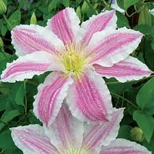 Image result for Clematis costata